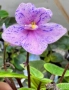 Saintpaulia Сейнтполия Сентполия African Violet Aфриканска теменужка стайна теменужка Фiалка, снимка 5