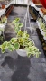 Кошница с вариегатна Винка, Vinca major Variegata, снимка 10
