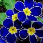 100 бр редки семена от цвете цветя синя вечерна иглика лесни за засаждане в градината градински деко, снимка 1 - Стайни растения - 28091369
