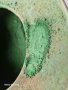 Зелена Оксидна Боя, снимка 3