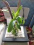 Aроматна Кализия, снимка 1 - Градински цветя и растения - 21629321