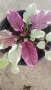 Аюга триколор, снимка 1 - Градински цветя и растения - 29076736