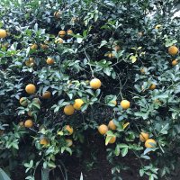 Портокал трилистен,Poncirus trifoliata, семена и растения, снимка 14 - Градински цветя и растения - 27077029