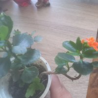 Оранжево каланхое, снимка 1 - Стайни растения - 40548142