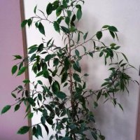 Цвете фикус-бенджамин -нови снимки, снимка 4 - Градински цветя и растения - 21457870