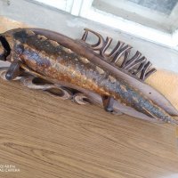 Трофей, Риболовен трофей щука от ДУНАВ, на над 50 години, снимка 4 - Декорация за дома - 37053412