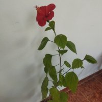 Китайски рози хибискус червена фуния, снимка 8 - Стайни растения - 38143414