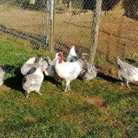 Сребърно Брезе-разплодни яйца, снимка 4 - Кокошки и пуйки - 27645537