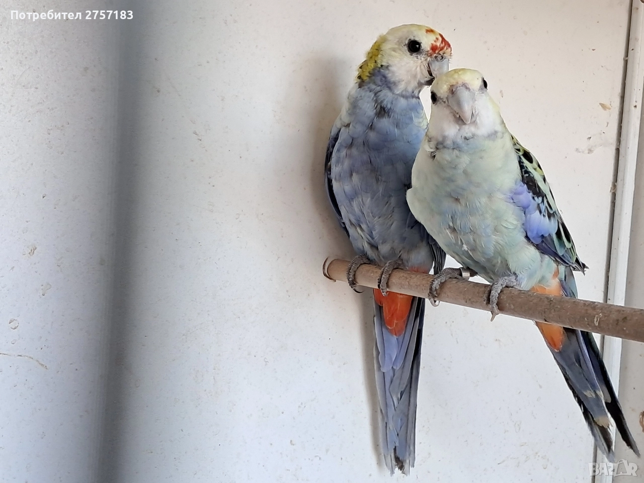 продавам чифт белоглава розела , снимка 1