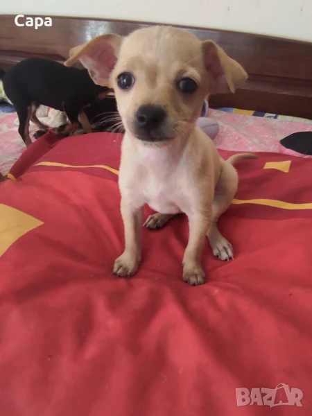 Пинчер , снимка 1