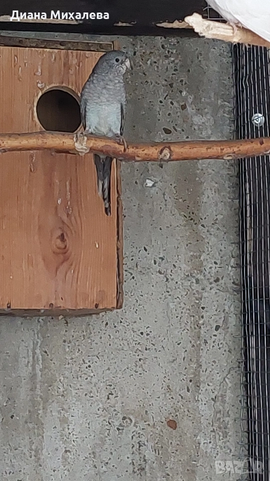 Пойни , снимка 1