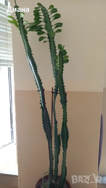 Еуфорбия Тригона , снимка 1