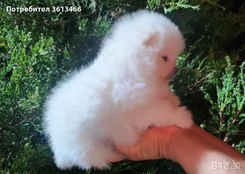 Джудже померан миниатюрен бял мъжки , снимка 1