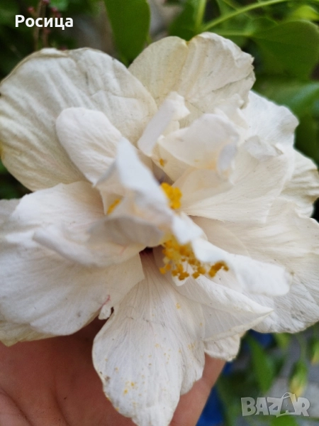 китайска роза , снимка 1