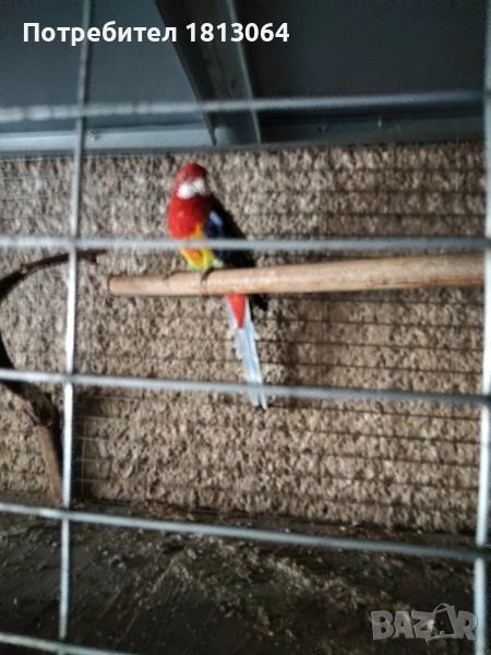 Розели, снимка 1