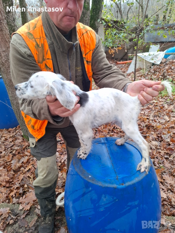 Продавам английско сетерче, снимка 1