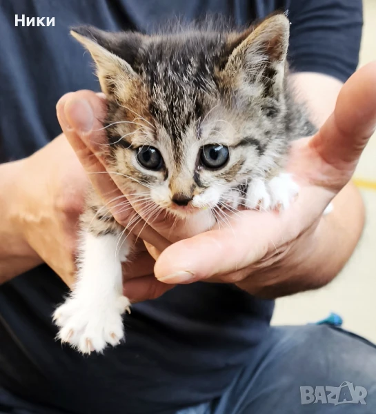 Подарявам две малки котенца, снимка 1