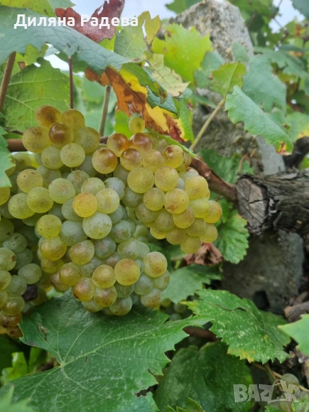 Грозде сорт: АЛИГОТЕ, снимка 1