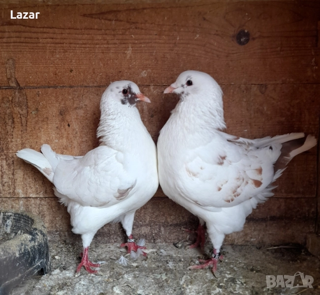 Продавам чифта от снимсите, снимка 1