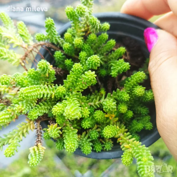Седум Лидиум, Sedum Lydium, студоустойчив, многогодишен, снимка 1