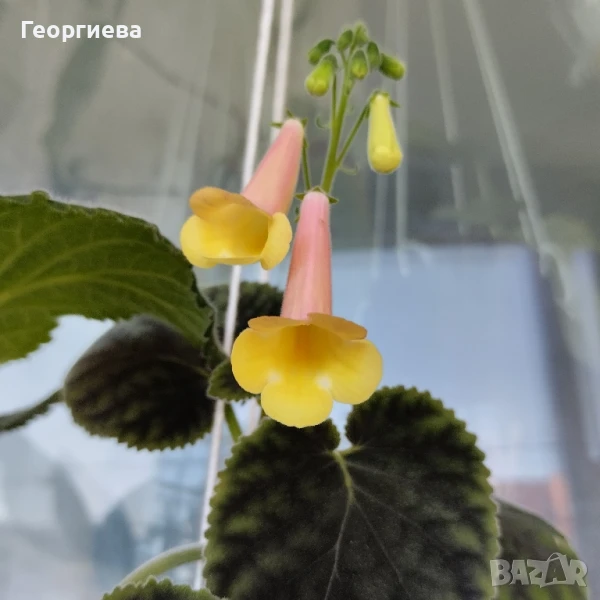 смитианта , снимка 1