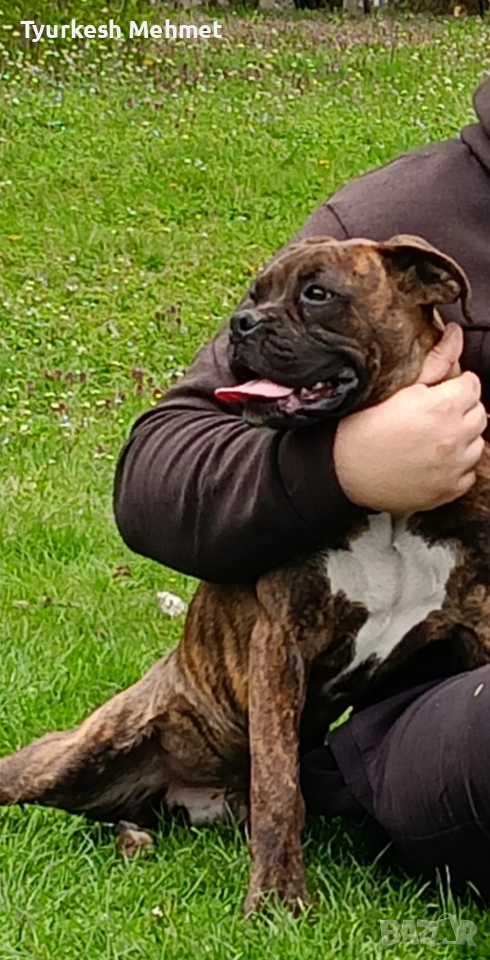 тигров боксер........., снимка 1