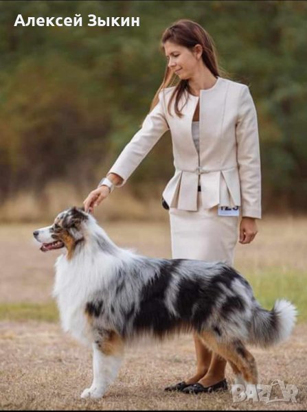 Кученца австралийска овчарка, снимка 1