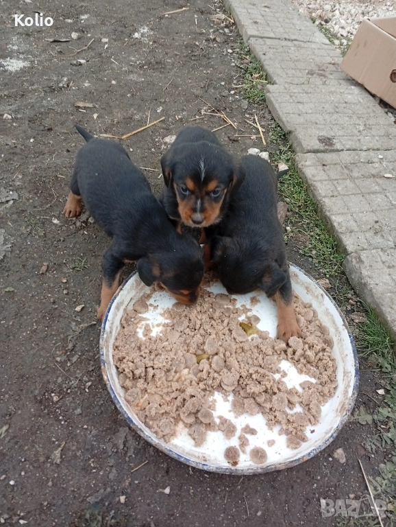 Малки кьосе барачета, снимка 1