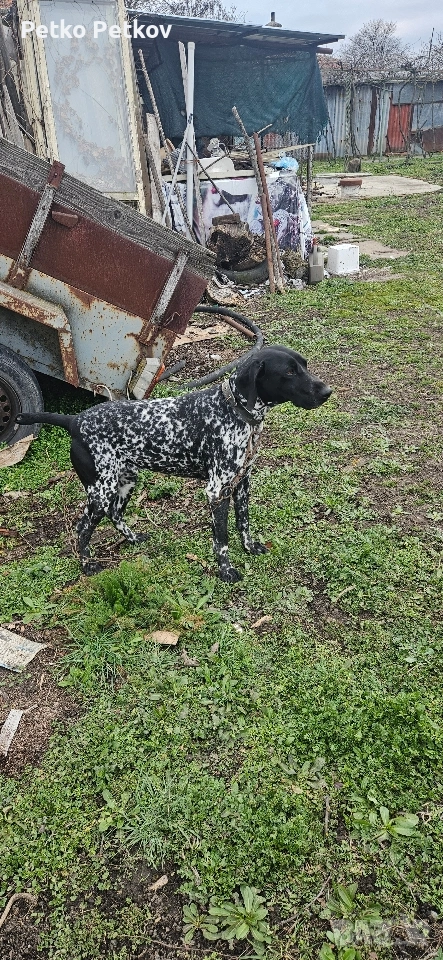 Курцхаар, снимка 1