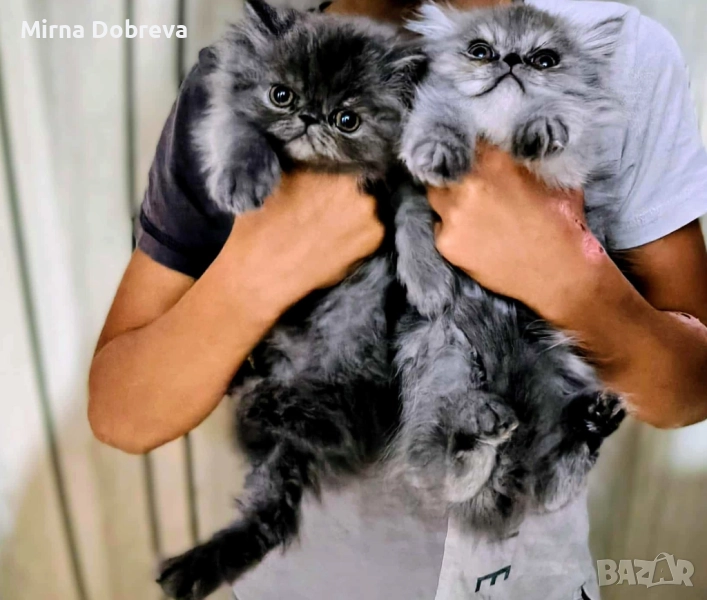 Сладки персийчета, снимка 1