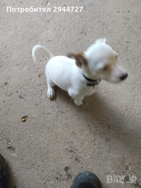 Мъжки Джак Ръсел , снимка 1