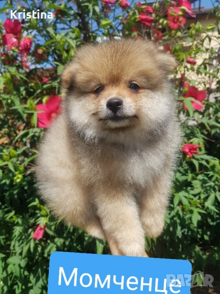 Померан померанче момченце Гр. София, снимка 1
