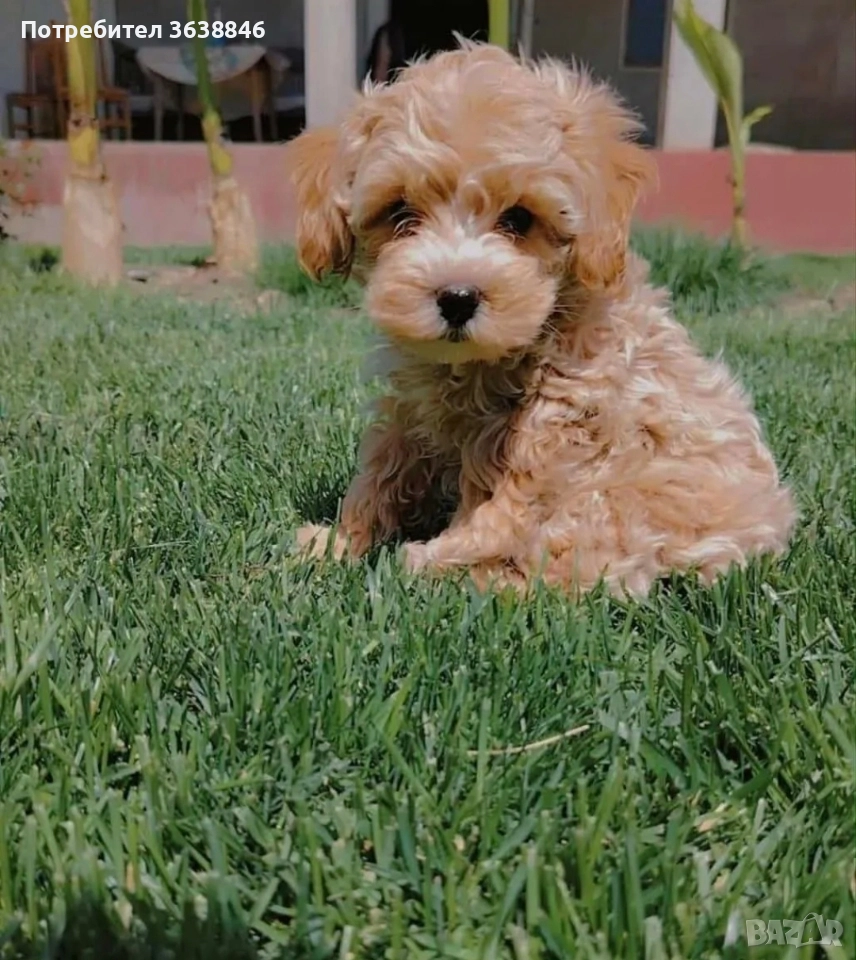 малтипу, снимка 1