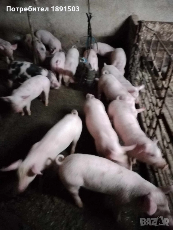 Малки прасета, снимка 1