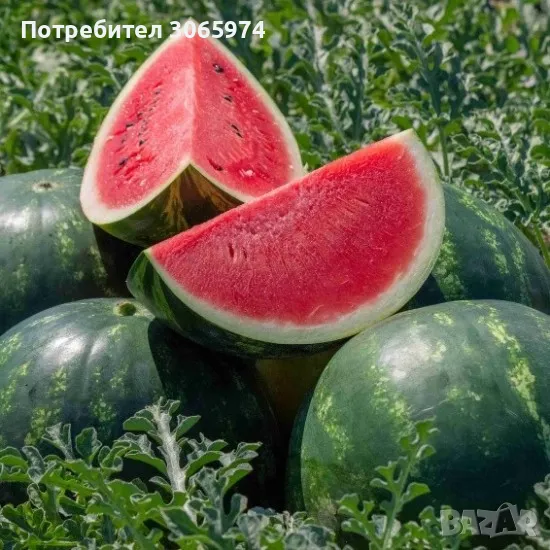 Продавам разсад Дини, снимка 1