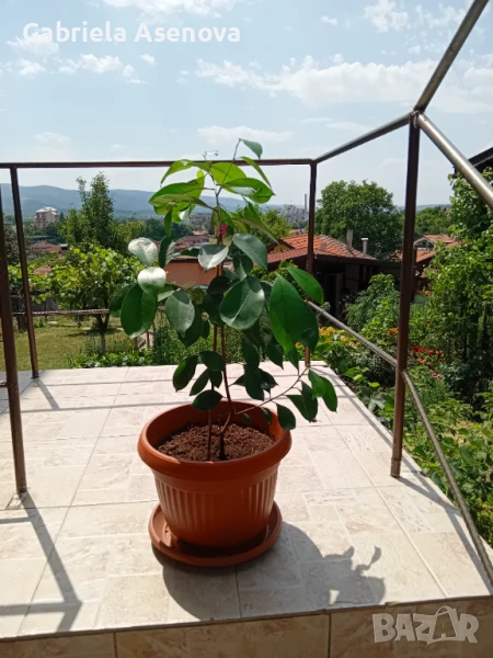 Голямо цвете, снимка 1