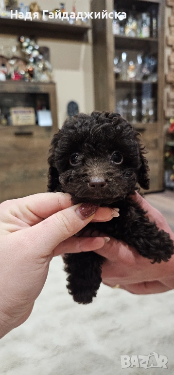Пудел Мини! , снимка 1