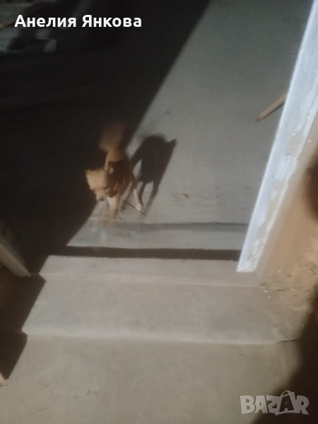 Пинчери , снимка 1