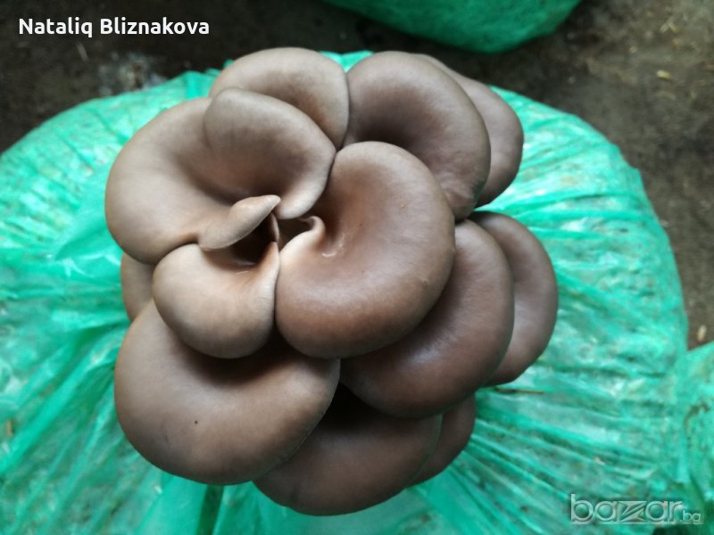 Мицел За Кладница и Шийтаке в Сортови семена и луковици в гр. Троян ...
