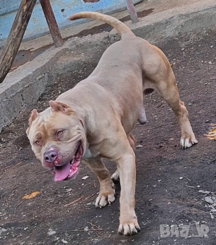 Американско були хл American bully XL, снимка 5 - Други - 51978331