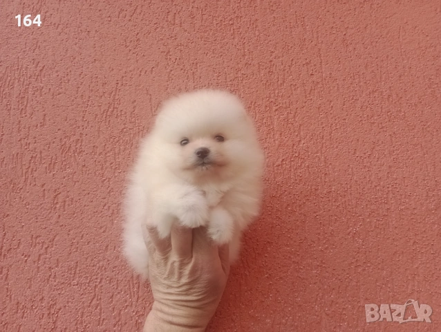 Померани. Момичета и момчета., снимка 7 - Померан - 53494462