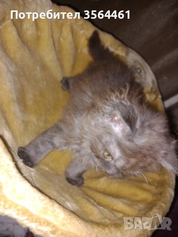 продавам персийско коте-мъжко, снимка 6 - Персийска - 52410928