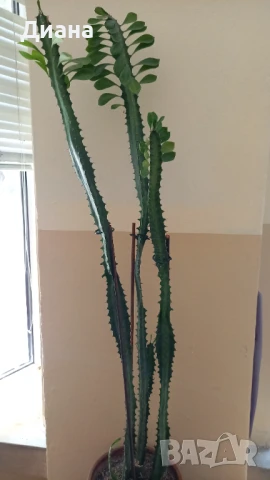 Еуфорбия Тригона 