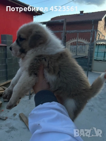 Сао-Алабай, снимка 3 - Алабай - 53023409