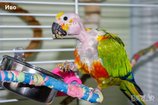 Hepatobios , снимка 3 - Папагали - 48365283