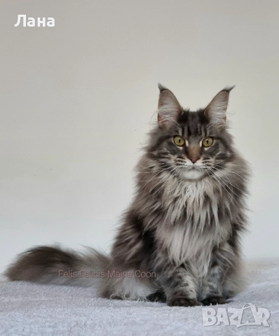 Коте Мейн Кун , снимка 5 - Мейн кун - 52131284