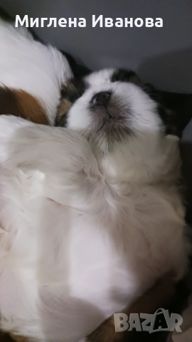 Ши тцу, снимка 10 - Ши Тцу - 52447041