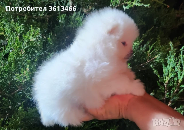 Джудже померан миниатюрен бял мъжки , снимка 1