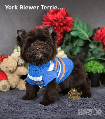 Йоркширски Териер, ексклузивен шоколадов цвят! Доставка!