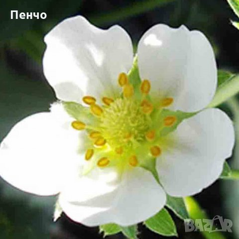 100 семена от плод бяла ягода органични плодови бели ягодови семена от вкусни ягоди отлични плодове , снимка 6 - Сортови семена и луковици - 27610003